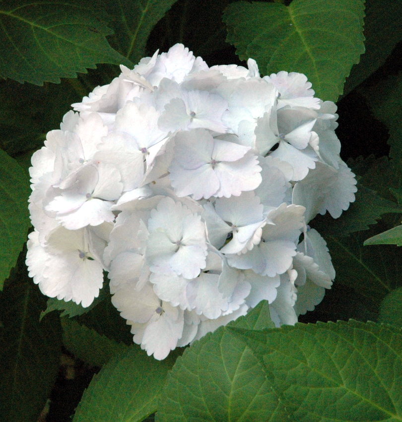 white flower